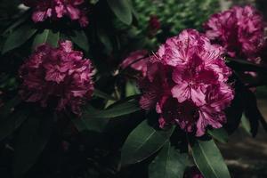  Pink petaled flowers photo