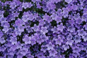 A field of purple flowers  photo