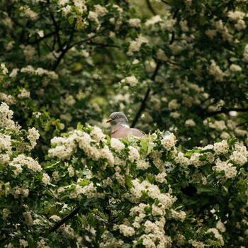White and brown bird  photo