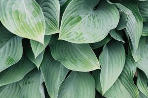 Green leaves background photo