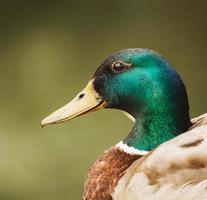 Brown and green mallard duck