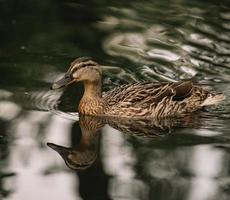 Brown duck glides thru water