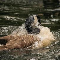 pato marrón sobre el agua foto