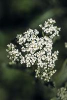 White flower buds in tilt shift lens photo