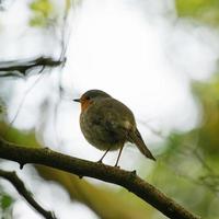 pequeño pájaro en la rama de un árbol foto