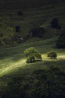 pastos verdes con luz solar foto