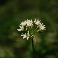 sola flor blanca foto