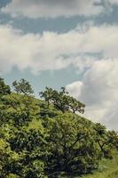 Green trees under blue sky photo