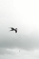 Bird flying in overcast sky photo