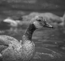 foto en escala de grises de pato sobre el agua