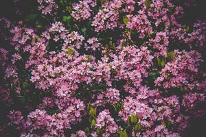 campo de flores rosadas foto