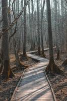 Empty trail in forest photo