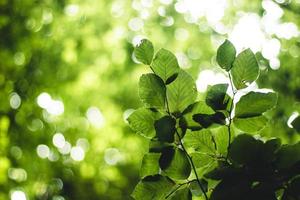 plantas de hojas verdes foto