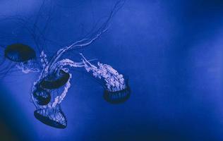 Jelly fish in blue waters photo