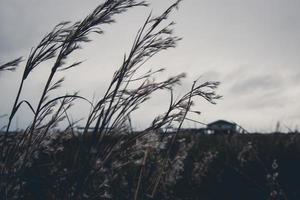 Tall feathered grass in a field photo