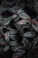 Red and green leafed plant photo