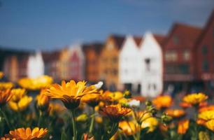 Colorful flowers in bloom photo