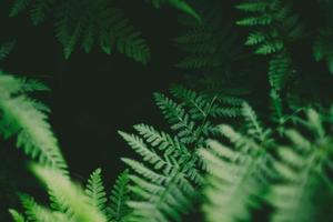 Close up photo of green leaves