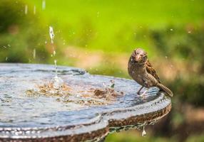 pájaro parado en baño de pájaros foto