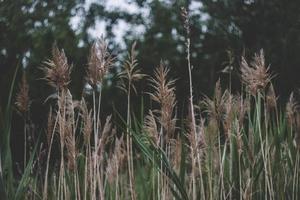 Brown wheat field  photo