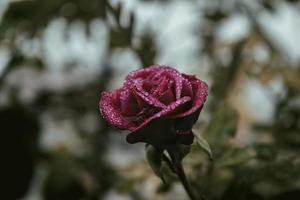 rosa roja con gotas de rocío