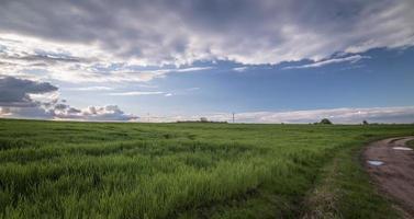 Bright green grass field photo