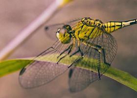 Close-up of dragonfly photo