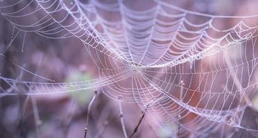 Close up of spider web photo