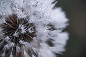 gotas de rocío sobre flor blanca foto