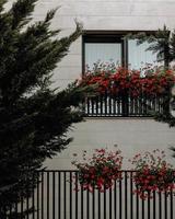 Red flowers on window rails photo