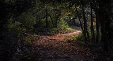 Forest during daytime