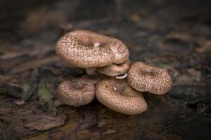Brown mushrooms on forest floor photo