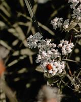 mariquita en flores de pétalos blancos foto