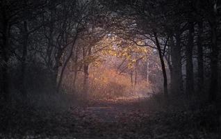 Forest during dawn photo