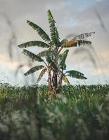 Banana tree on green grass field photo