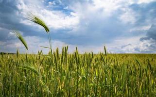 campo de trigo en verano foto