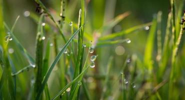 hierba con gotas de rocío foto