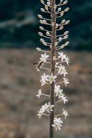 Wasp on white flowers photo