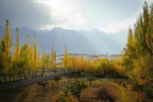 Sunlit colorful poplar trees  photo