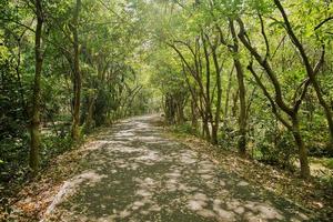 Pasarela sombreada en un exuberante bosque verde foto