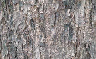 Textured tree bark photo