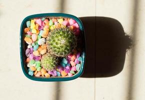 Green cactus plant in gray pot photo