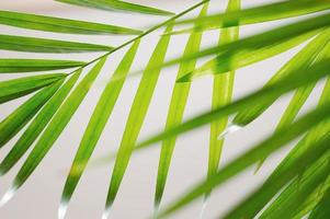 Green palm leaves photo