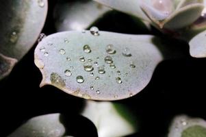gotas de agua en planta foto