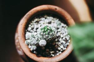 Cactus pot, top view photo