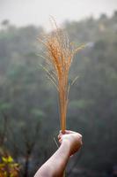hierba de trigo marrón en la mano foto