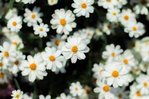 White flower bed  photo