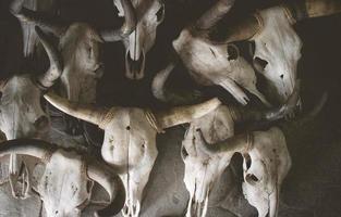 cráneos de ganado en luz y sombra foto