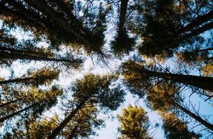 árboles verdes bajo cielo azul foto