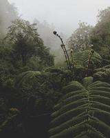 Green fern plant photo